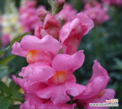 探究金鱼草的花语与象征意义，解读其独特魅力 金鱼草花语大揭秘