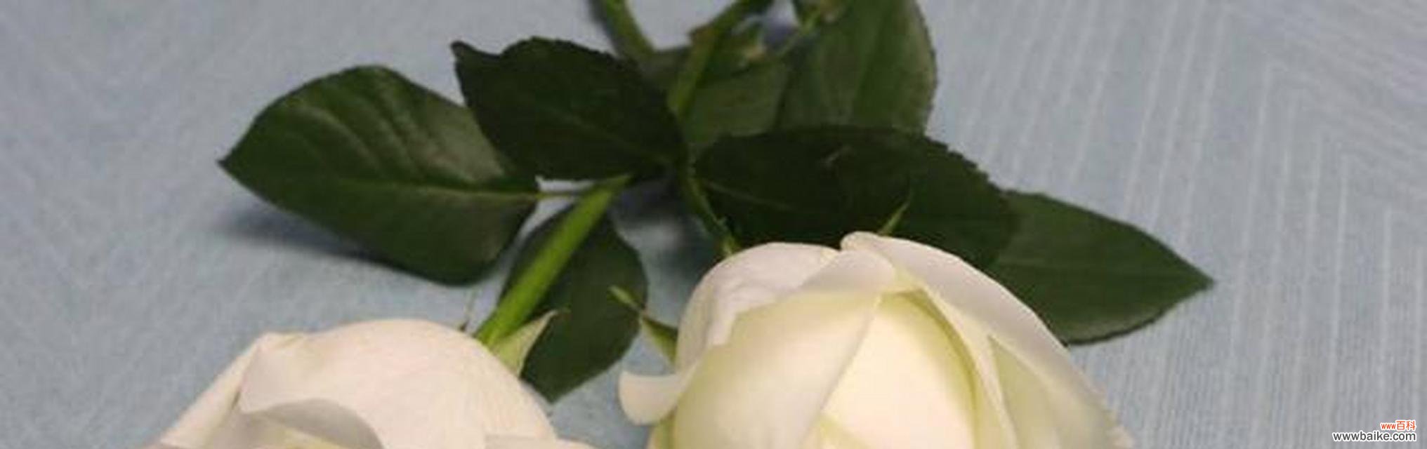 探秘白玫瑰花枯萎的含义 枯萎的白玫瑰花语