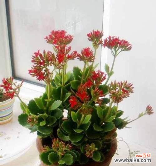 了解不同花朵的含义 用什么花的花语是拒绝