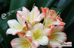 用花语诠释内心的坚决拒绝 花语之拒绝爱情