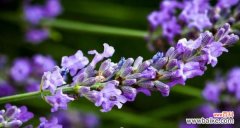 绝望的花语揭示人们内心深处的痛楚 绝望之花