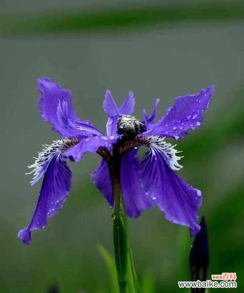 传递绝望与痛苦的百合花语 绝望之爱的花语——以百合花为例