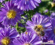 通过紫罗兰花语 用紫罗兰花语控制情绪，做主宰自己的人