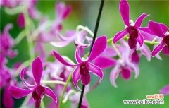 用阳光的力量传递宽容与和平 《宽容之花——向日葵的花语》