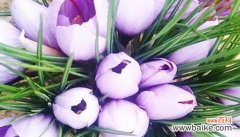 白玫瑰花语传递宽恕与和解之力量 以白玫瑰花为主题的宽恕之花语