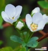 以洋红色康乃馨为主题 花语愧疚，洋红色康乃馨的悔过之花