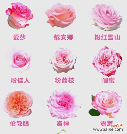 24朵玫瑰花代表什么意思？通过图片能了解其含义吗？