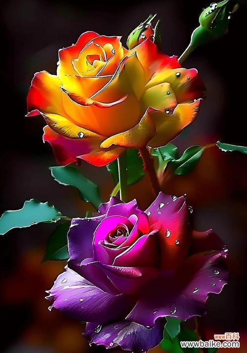 51朵玫瑰花的寓意是什么？