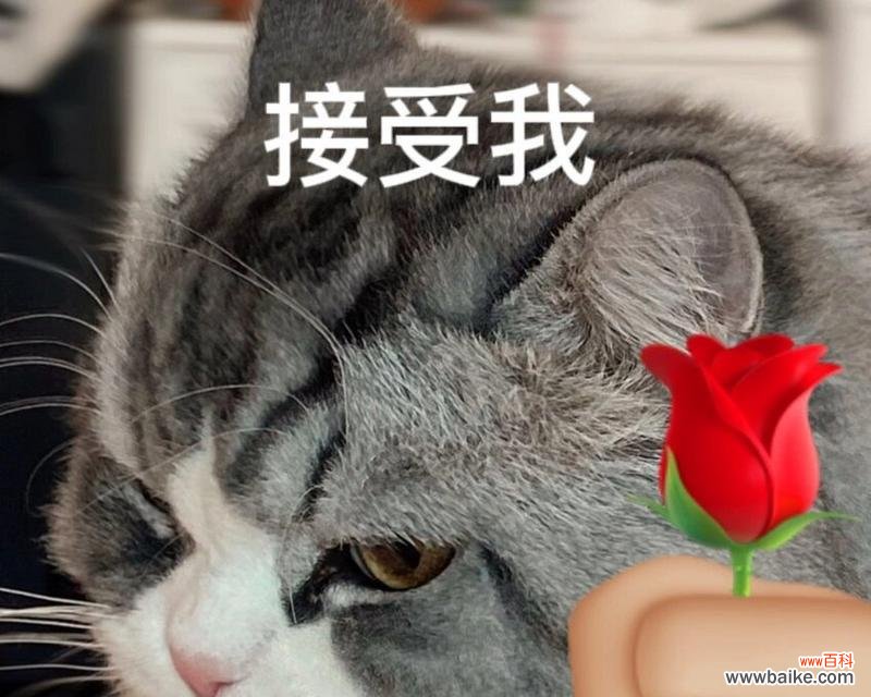 玫瑰红心表情包的寓意是什么?它通常用在什么场合?