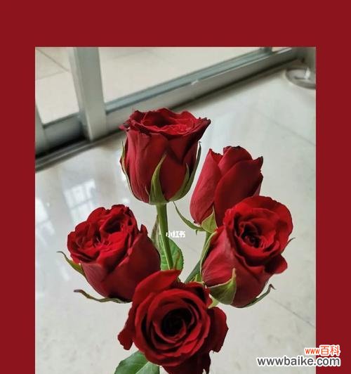 5朵玫瑰花的含义是什么？