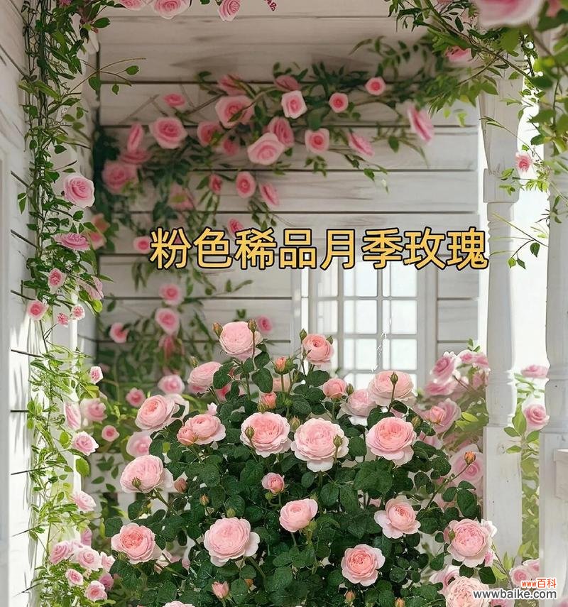 粉色玫瑰代表什么含义?