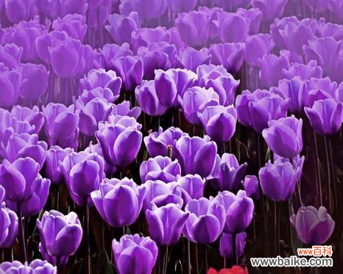 紫色曼陀罗的花语及寓意 紫色曼陀罗，花开寓言