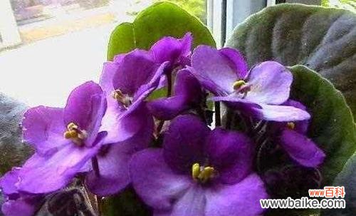 探秘紫罗兰的意义和象征意义，了解紫罗兰花语的涵义和运用 紫罗兰花语解析——寓意诠释及象征意义