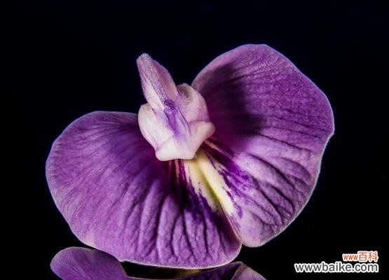 探秘紫罗兰的意义和象征意义，了解紫罗兰花语的涵义和运用 紫罗兰花语解析——寓意诠释及象征意义