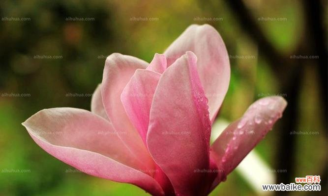 传承百年的文化符号和疗效医学之花 探秘木兰花的花语与药用价值