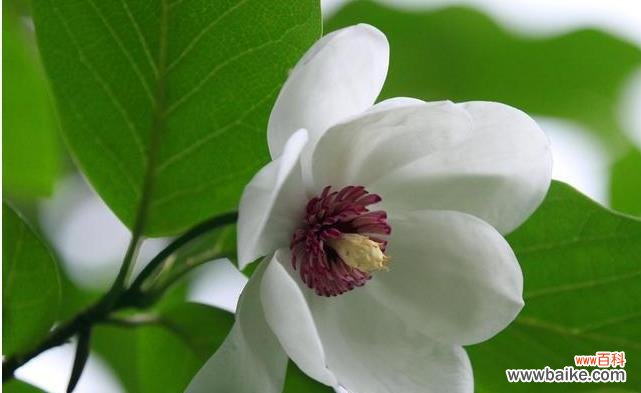 传承百年的文化符号和疗效医学之花 探秘木兰花的花语与药用价值