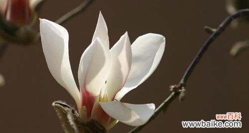 传承百年的文化符号和疗效医学之花 探秘木兰花的花语与药用价值