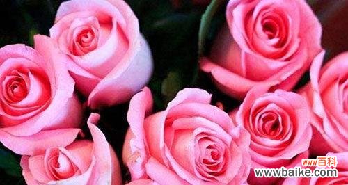 每个数字都有它独特的含义,31朵玫瑰是什么意思? 解析31朵玫瑰花的花语