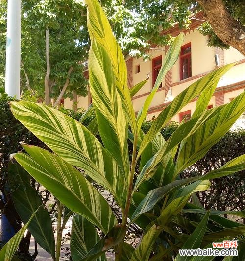 揭秘箬叶的起源、用途和未来发展方向 箬叶——一种具有独特功能的植物材料