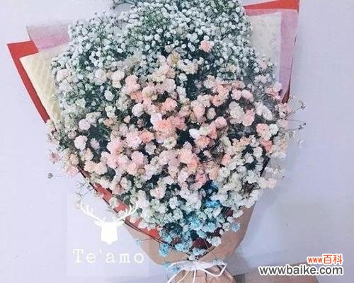 探究满天星的神秘面纱，了解不同文化对于满天星的诠释和理解 满天星花语大全——解读满天星的深刻内涵