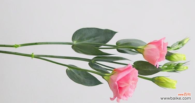 以玫瑰花为主题的恋人之语 花开恋语