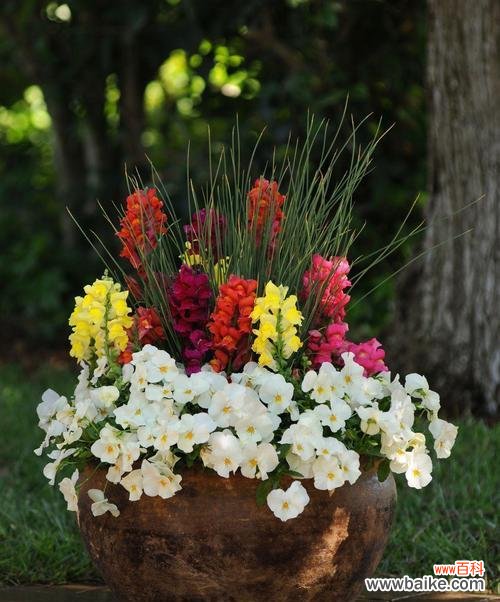 金鱼草的花语有哪些？它在园艺中有什么寓意？