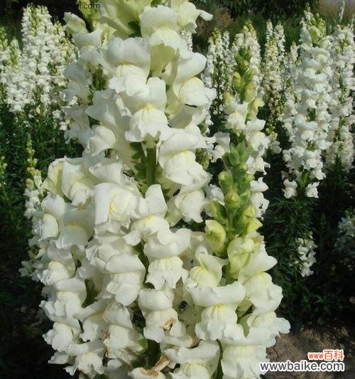 金鱼草的花语有哪些？它在园艺中有什么寓意？