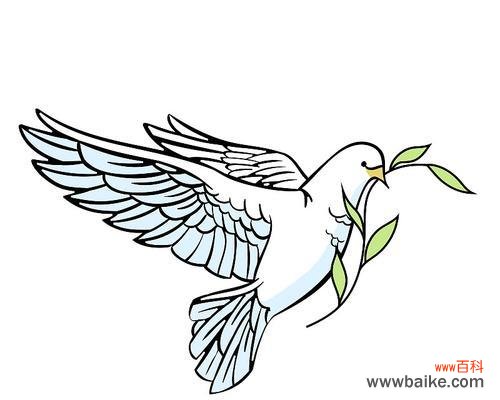 橄榄枝象征着什么？橄榄枝的花语有哪些？