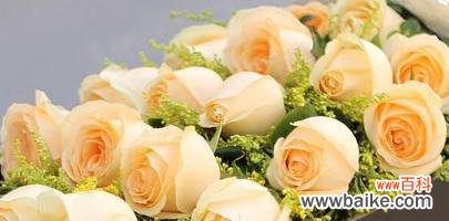 探索香槟玫瑰的秘密 香槟玫瑰的花语和寓意