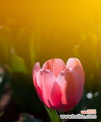 探秘郁金花的丰富内涵 郁金花的花语与寓意