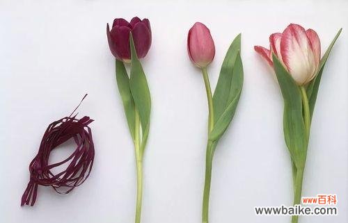 传承着爱情和尊重的千年花朵 郁金香的花语与传说