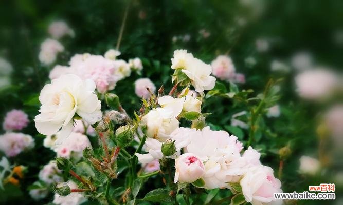 绽放爱的芬芳，用蔷薇传递你的情感 揭秘蔷薇花语，传递真爱与美好