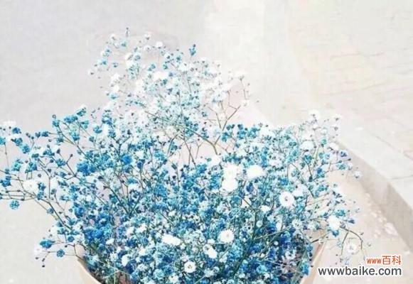 探究满天星花语的代表意义，传递浪漫与纯真的情感 满天星花语之浪漫与纯真