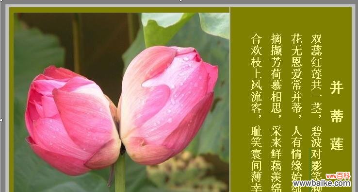 双倍的爱情与友谊之花 并蒂莲花语剖析