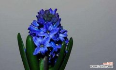 揭示花语背后的寓意，感受自然之美 蓝色风信子花语与含义