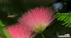 揭秘康乃馨花语的奇迹之旅 奇迹的花语——以康乃馨为主题