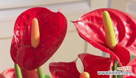 以百合花为主题的平安归来花语文章 祝福回家，平安花开