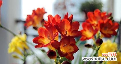 用花语传达爱情的期待和愿望 期待爱情的花语