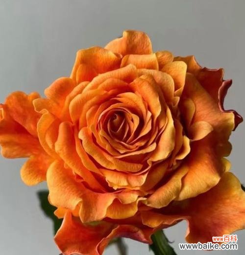 巨蟹座的花语代表什么含义?