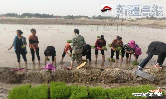 插水稻到深地里有什么特殊含义？