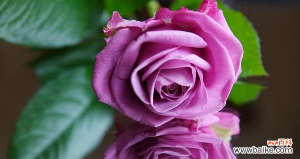 紫玫瑰花寓意什么意思？为何它常被用来表达爱意？
