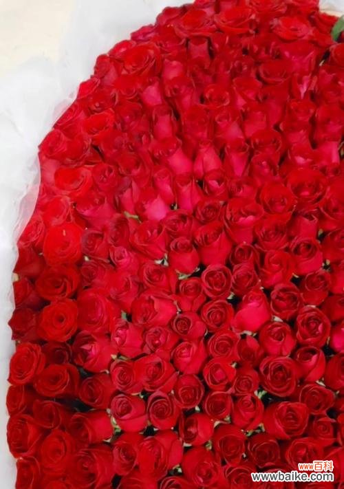 解读玫瑰花传递的情感信息 10朵玫瑰花的象征意义