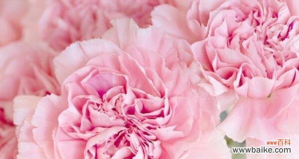 爱、感激、敬意的象征；黑色康乃馨的暗示 康乃馨花语与传说