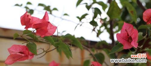 深入解读冬季花卉的意义和用途 冬天花卉的花语