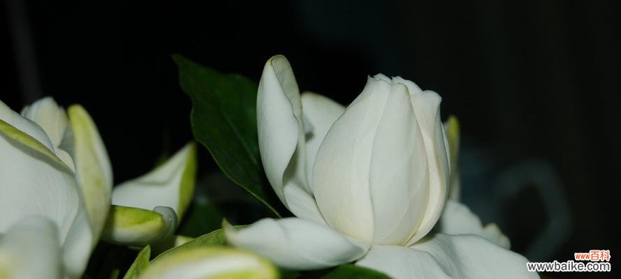 探寻栀子花的花语与象征 花开花落,栀子情深