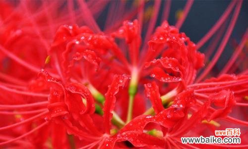 探寻曼陀罗的神秘语言 红色曼陀罗花语