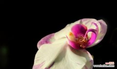 传承千年的花卉文化与人们心灵的相互映照 蝴蝶兰花语的深刻寓意