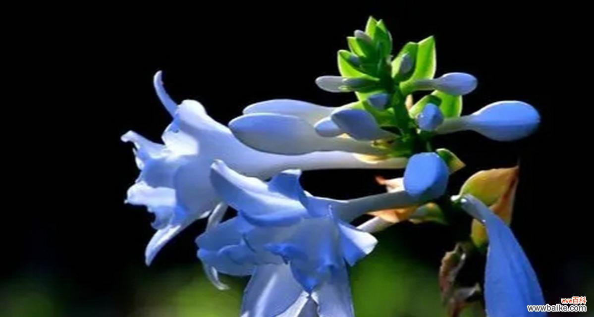 用花语传达悔过之意 《垂头菊——诚挚请求原谅的花语》