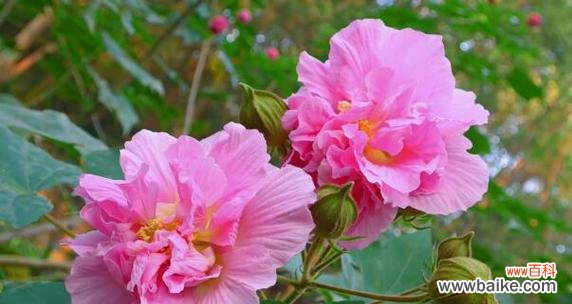 向阳花的花语及其象征意义 热烈而灿烂的花语