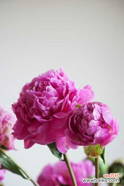 芍药多长时间浇一次水,芍药花什么时候浇水